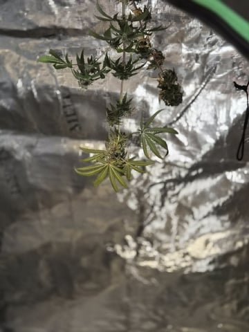 Kalini Asia Auto  — flower, day 66