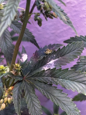 Fruity Pebbles Males — flower, day 15