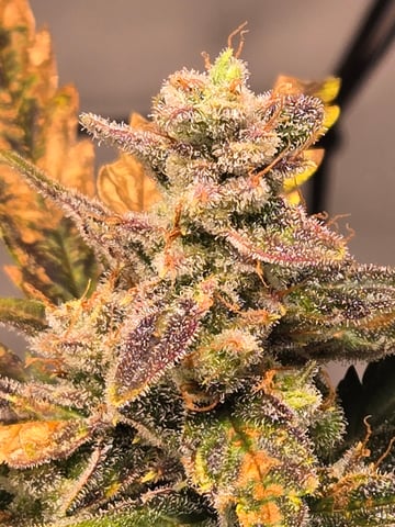 2nd Grow 3x5 tent — flower, day 66