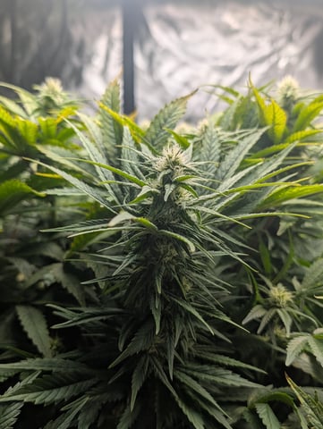 First Legal Grow — flower, day 108
