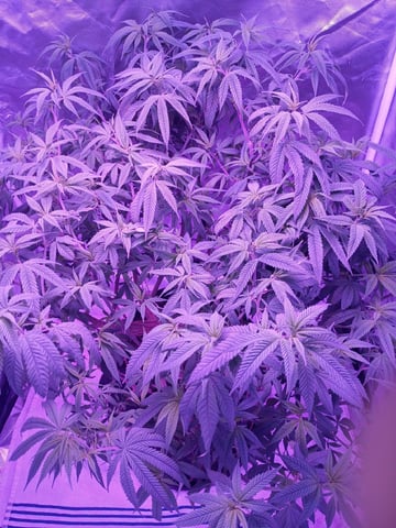 Purple Plum Perfect 💜 & 2 Grape Runtz 🍇 Mainlining garden. 