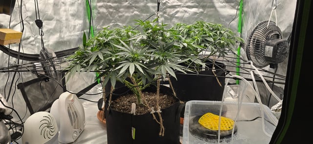 Smooth Nuggies (the future #1 & Pruple widow ) — flower, day 3