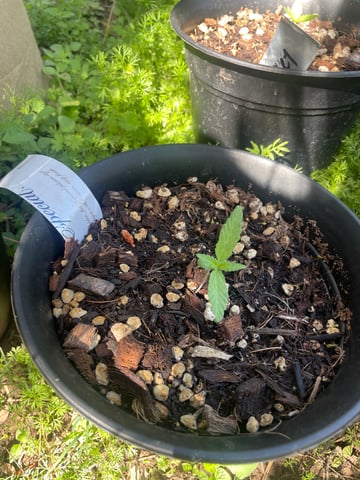 ss25 — seedling_rooting, day 1