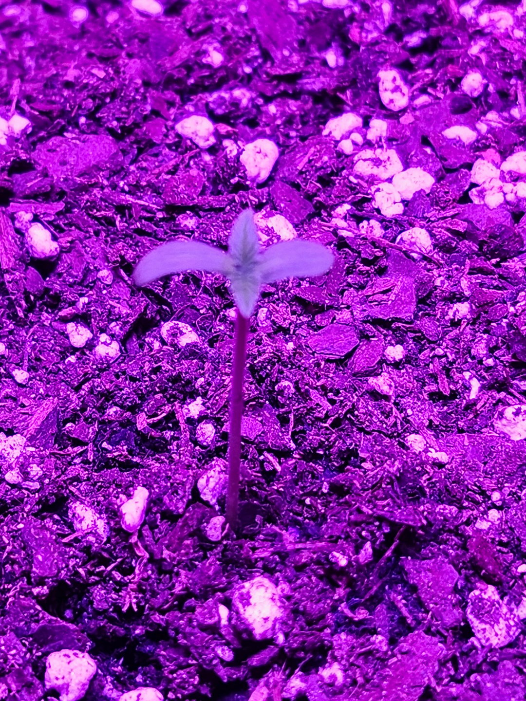 White Widow XXL Autoflower 