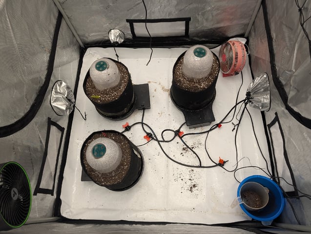 Guava, Guava, Gelato  — grow_setup, day 3