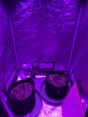 First Auto — germination, day 16