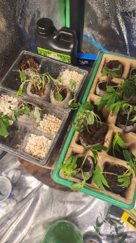 2x2x4 — seedling_rooting, day 11