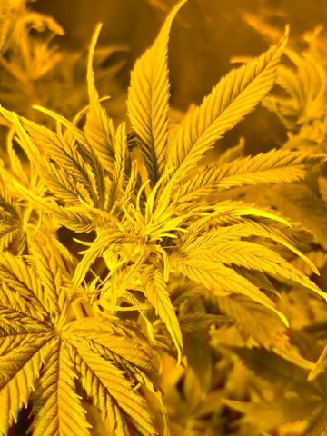 2nd Autoflower Indoor Grow — flower, day 49