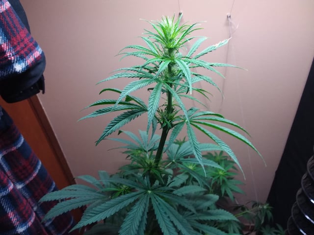 9lbhammer feminized  — vegetative, day 11