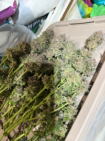 second grow — flower, day 84