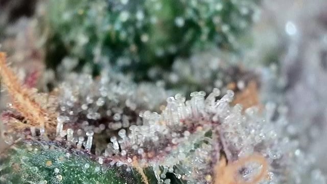 Hippo High #2 — flower, day 1