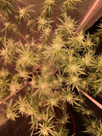 75x60  x 4 Gens — flower, day 55