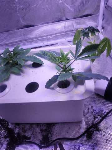 Making Crosses  — vegetative, day 48
