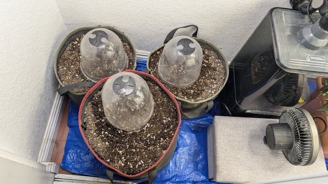 August Grow