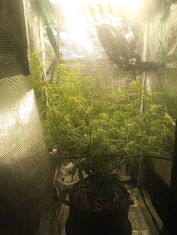 White Widow XXL Auto — flower, day 52