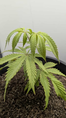 Cupboard Grow — vegetative, day 1