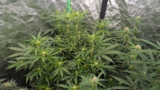 Strawberry Cheesecake Seedsman Seeds Autoflowers x2 — flower, day 57