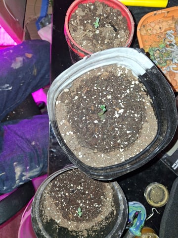 Banana  — seedling_rooting, day 8