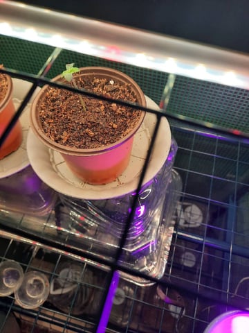 Blackberry kush — seedling_rooting, day 6