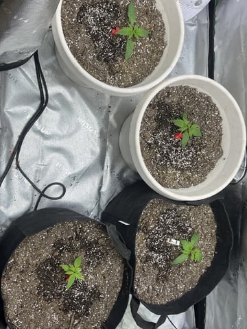 Autoskunk and OG Kush — vegetative, day 15