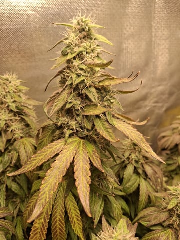 1st Grow - ROYAL MOBY (indoor)(photop.)