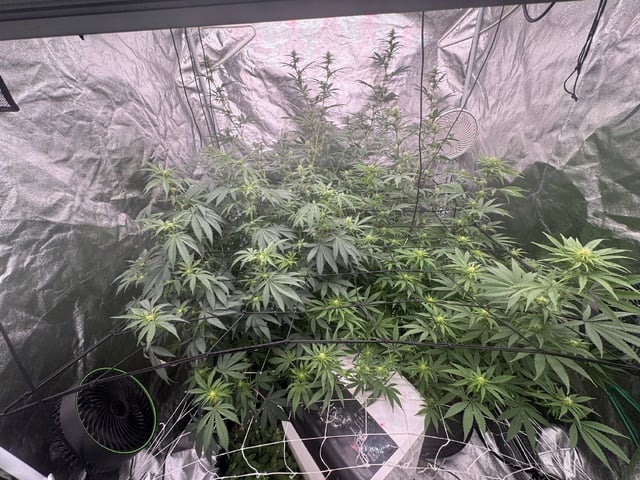 first indoor — flower, day 95