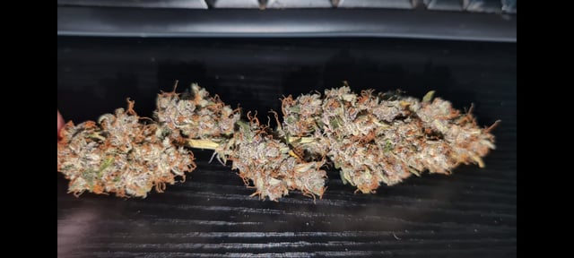 Strawberry Cheesecake Seedsman Seeds Autoflowers x2 — flower, day 107