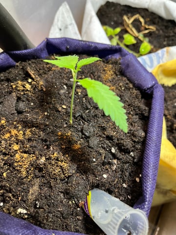 My Devine Conscious  — vegetative, day 22