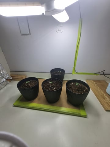 My first Indoor Grow — vegetative, day 1