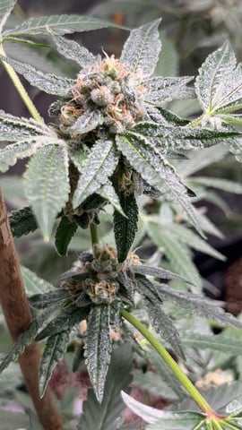 Current Grow — flower, day 27
