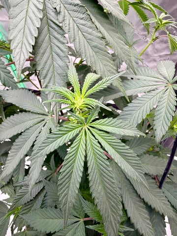 Bluntz Grow — flower, day 11