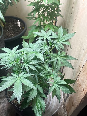 Auto variety  — vegetative, day 34