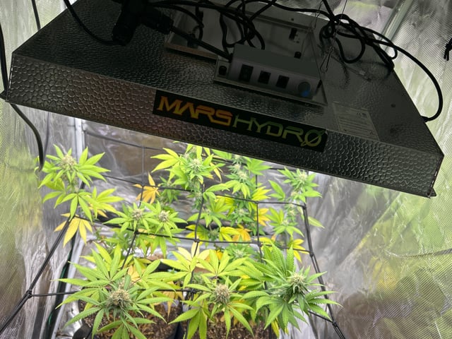 2nd grow — flower, day 123