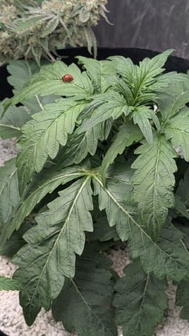 Perpetual Autoflower Mixed Grow #3 — flower, day 77