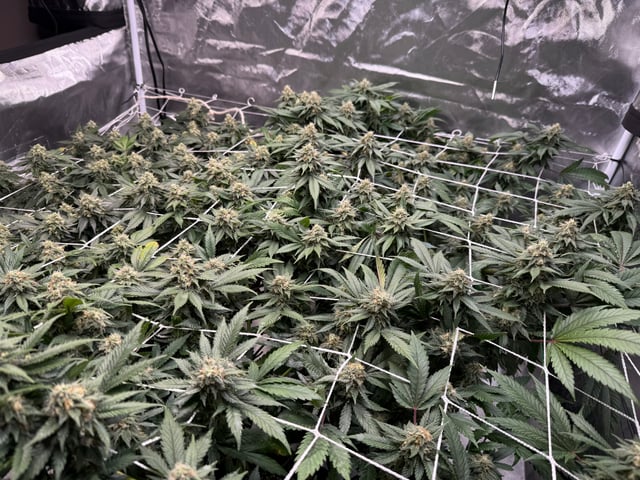 Green Gelato — flower, day 91