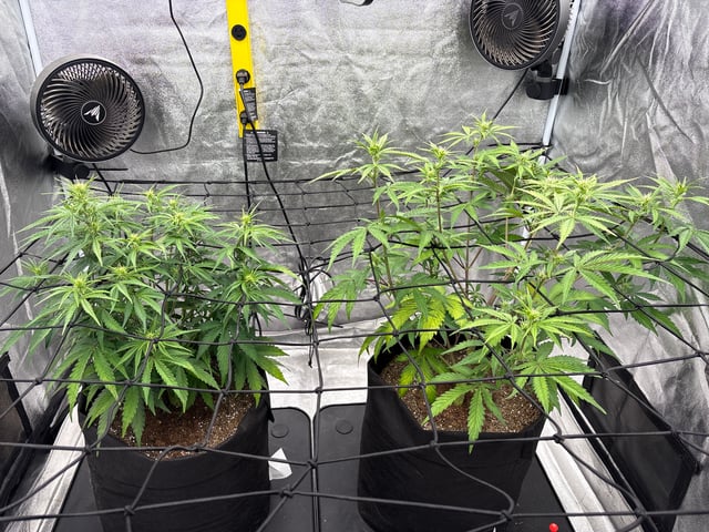Grow Shed Grow #1 — vegetative, day 39