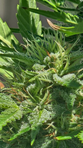 Alaska Thunder Fuck outdoors — flower, day 127