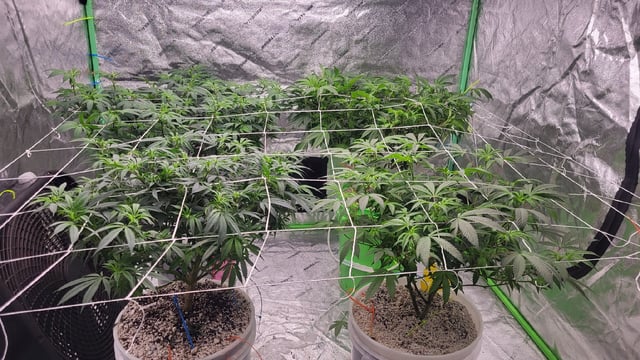 1st grow indoors(cardboard box to 2x2x4 to 5x5x6) — flower, day 89