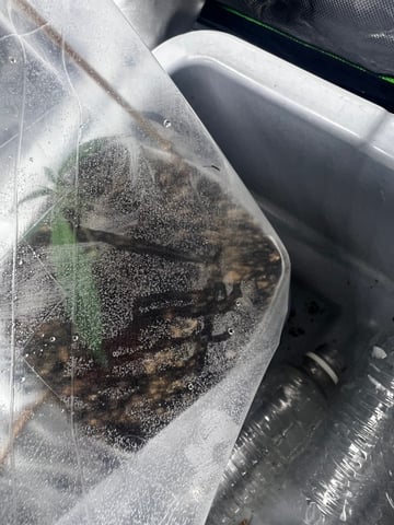 808 — grow_setup, day 2