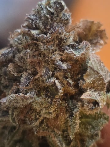 White Widow + Papaya Bomb — harvest, day 163