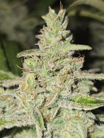 Autos AGAIN — flower, day 84