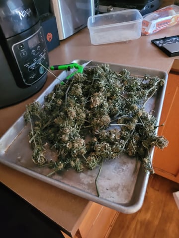6th Grow — flower, day 90