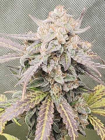 Another round of Mephisto Genetics from Schoolyard Crush and Do-si-delirium drops. — flower, day 71