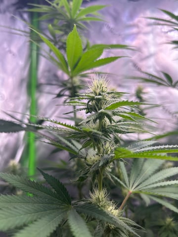First Ever Grow GT — flower, day 97