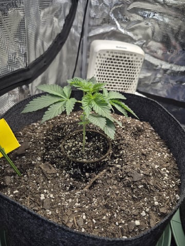 Grow 1 2026 Dream Widow — vegetative, day 27