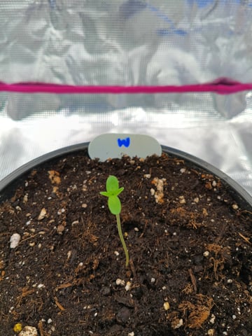 OG KUSH — germination, day 2