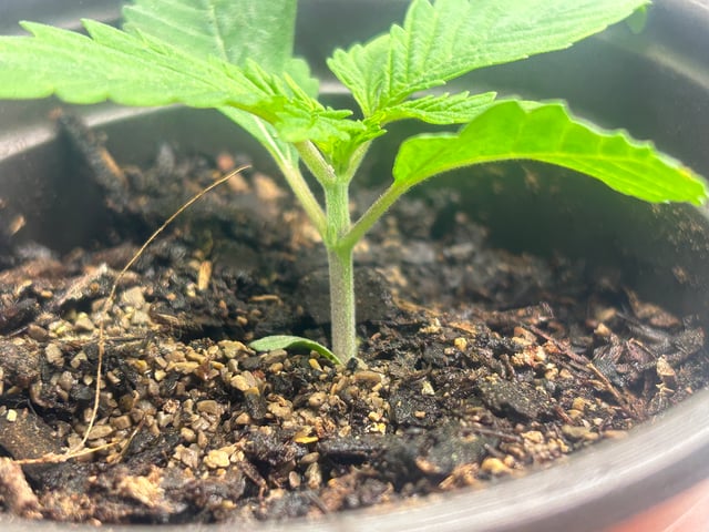 2025-26 harvest INDOOR — seedling_rooting, day 46