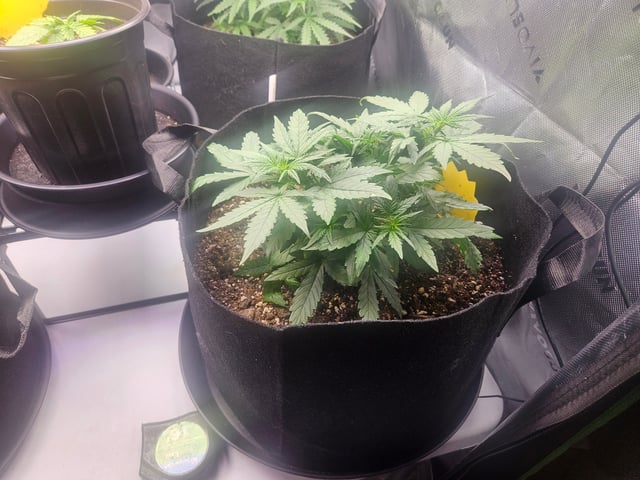 Fat Banana Auto  — vegetative, day 16