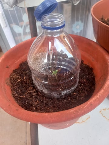 1st — seedling_rooting, day 1