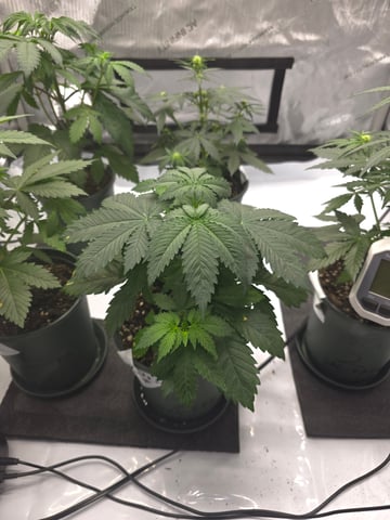 Homegrown - 🍒 🥧 & GSC Auto, 🚀 Seeds 🍌 Buttercups  — flower, day 33